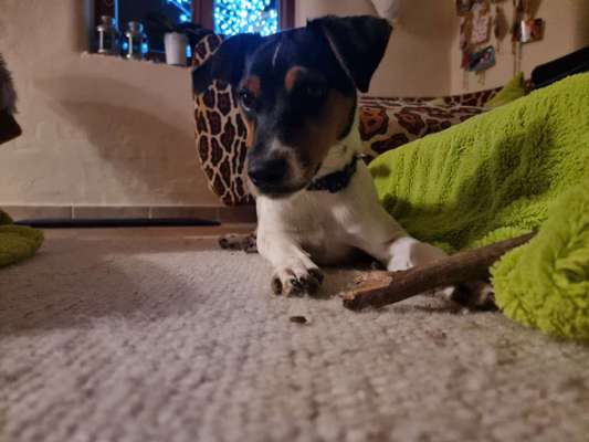 Wo sind die Jack und Parson Russell Terrier?-Beitrag-Bild