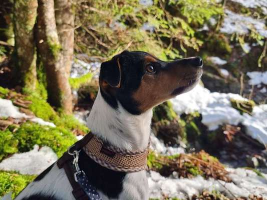 Wald Bild-Beitrag-Bild