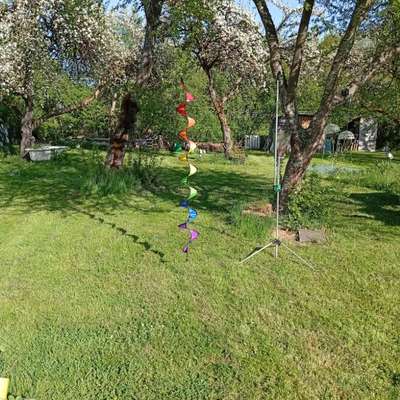 Hundetreffen-Hundetreffen in Abgezäuntem Gelände Obststreuwiese. In Schwenningen. Termin wird noch bekanntgegeben-Bild