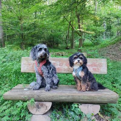 Hundetreffen-Gassirunde um Lonnig-Bild