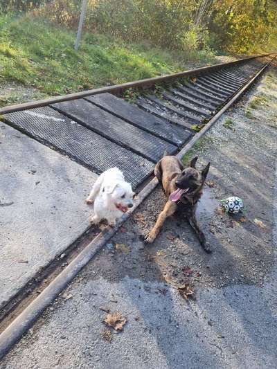 Hundetreffen-Spazieren und toben-Bild