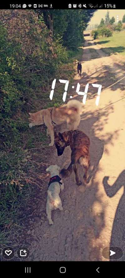 Mali hundebegnungen-Beitrag-Bild