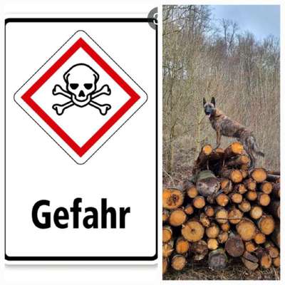 Wie heißt dein Hund?-Beitrag-Bild