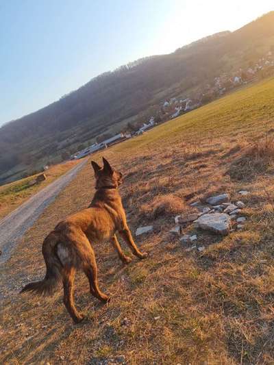 Mali hundebegnungen-Beitrag-Bild