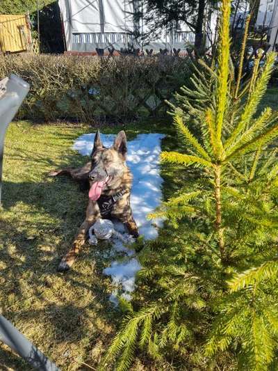 Dogorama Photo Challenge - Der Frühling kommt-Beitrag-Bild