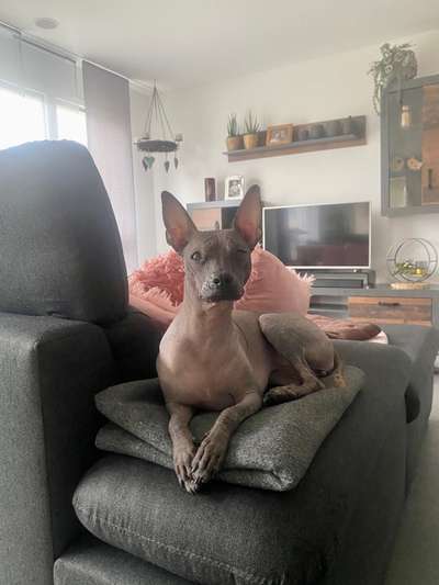 Wie heißt dein Hund?-Beitrag-Bild