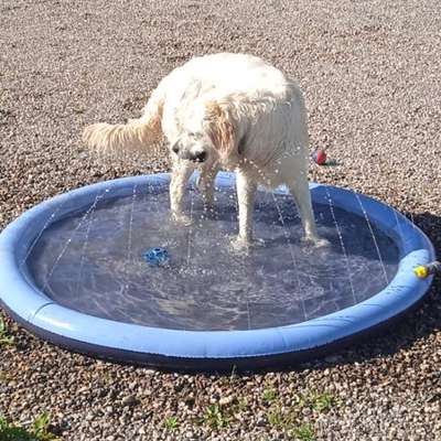 Golden Retriever-Beitrag-Bild