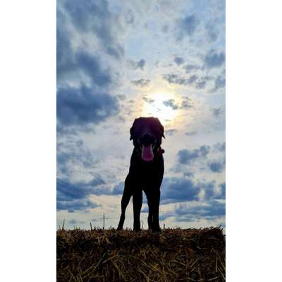 156. Fotochallenge *** DEIN HUND UND DIE WUNDERSCHÖNEN WOLKEN ***-Beitrag-Bild