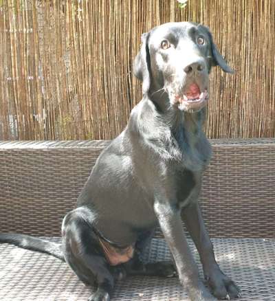 Dogorama Photo Challenge - Mäulchen auf-Beitrag-Bild