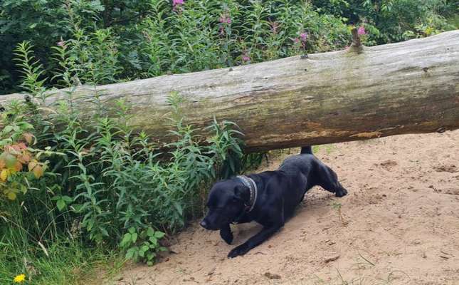 Handy Foto Challenge Nr. 49: Mein Freund der Baum-Beitrag-Bild