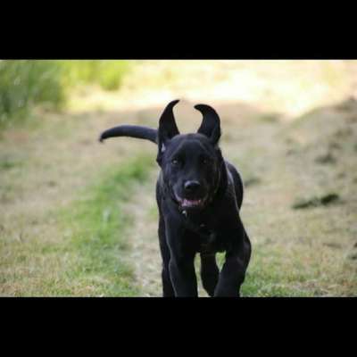 Foto Challenge Nr. 137 - Lass die Ohren fliegen-Beitrag-Bild