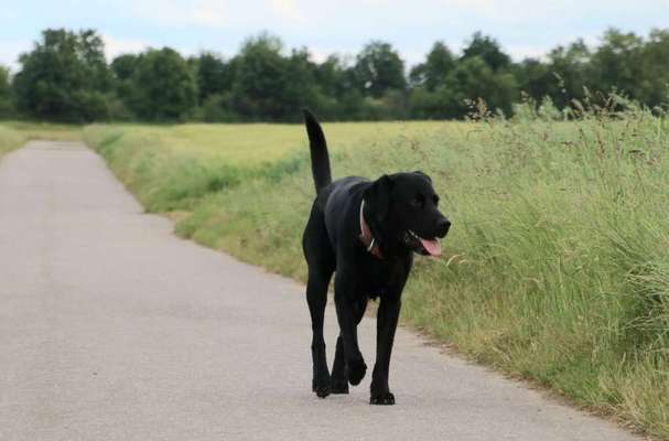 Black dogs are beautiful-Beitrag-Bild