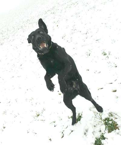Fotosammlung: ,,Der natürliche Hund" Unbearbeitet, ungestellt und in Natura-Beitrag-Bild
