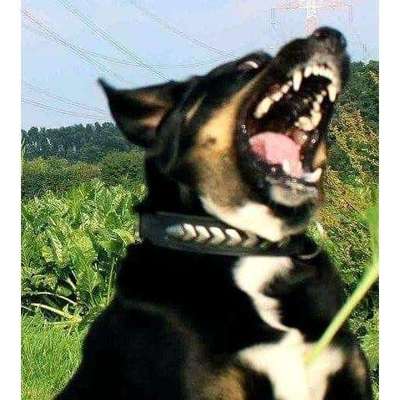 Fotowettbewerb ,,mein gruseliger Hund"-Beitrag-Bild