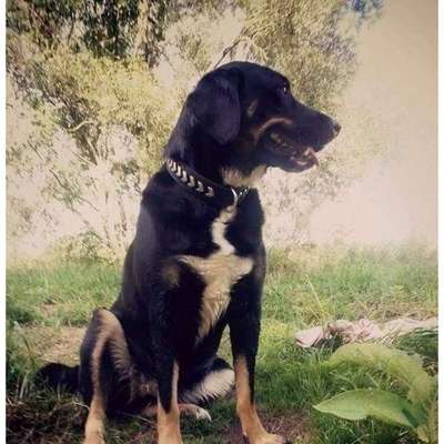 29. Farben Foto Challenge -
Silber glänzend.-Beitrag-Bild