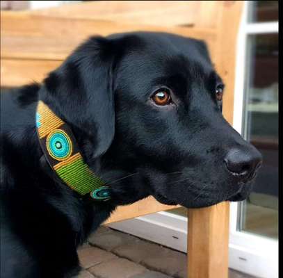 Hunde Porträt (Portrait) Galerie....-Beitrag-Bild