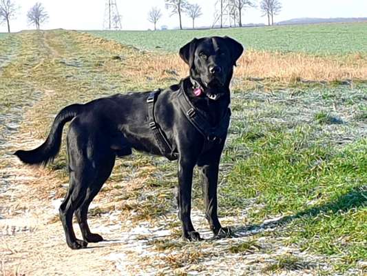 Wie sitzt mein Geschirr?-Beitrag-Bild