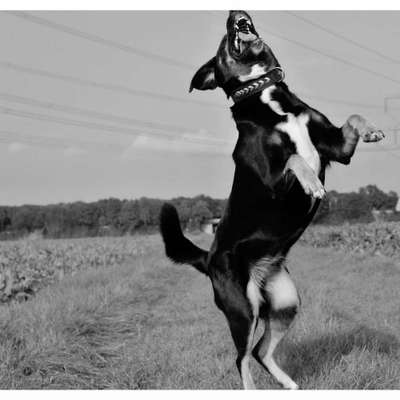 45. Handy - Foto - Challenge-Beitrag-Bild