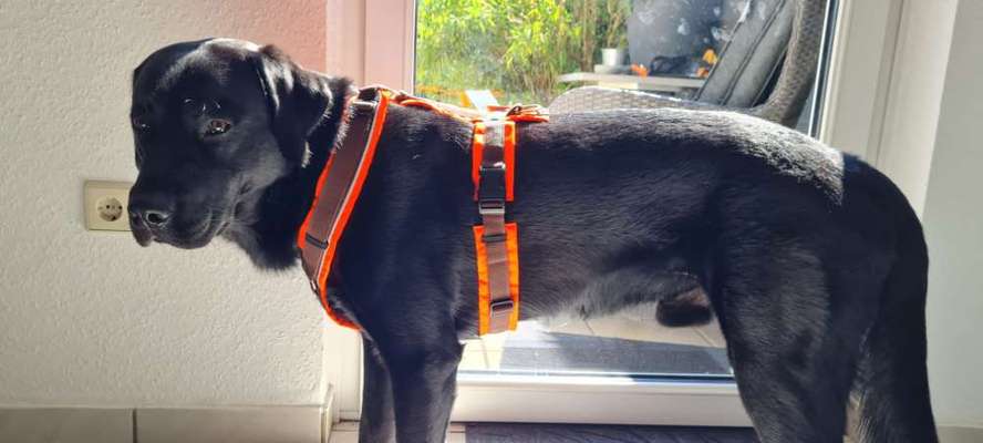 Wie sitzt mein Geschirr?-Beitrag-Bild