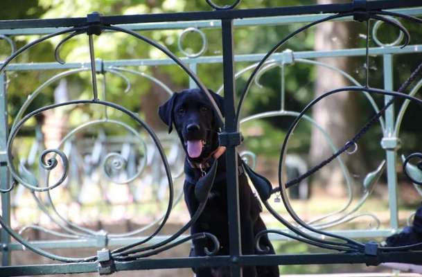 Dogorama Photo Challenge - Durchblick-Beitrag-Bild