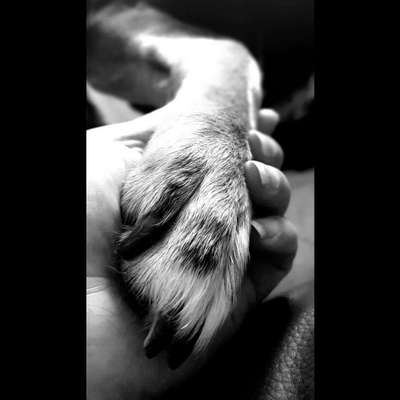 Fusspics sind out, Pfoten for the win!-Beitrag-Bild