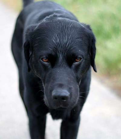 Hunde Porträt (Portrait) Galerie....-Beitrag-Bild