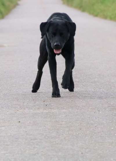 Black dogs are beautiful-Beitrag-Bild