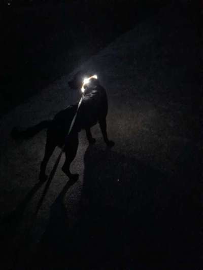 Welches Leucht Halsband für ein Großen Hund ist am stabilsten und man kann es auch aufladen ?-Beitrag-Bild