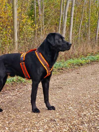 Wie sitzt mein Geschirr?-Beitrag-Bild