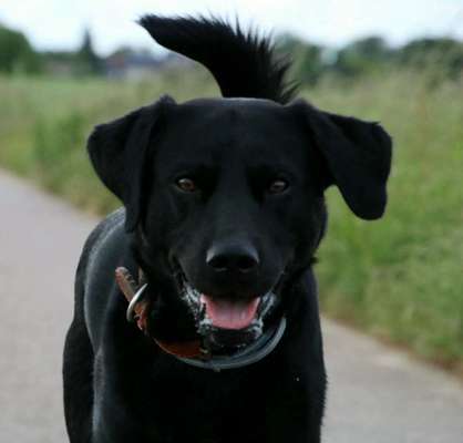 Black dogs are beautiful-Beitrag-Bild