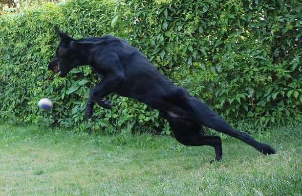 Dogorama Photo Challenge - Hunde in Action-Beitrag-Bild