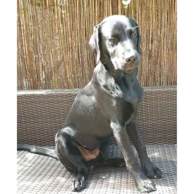 Foto-Challenge: Der schmollende Hund-Beitrag-Bild