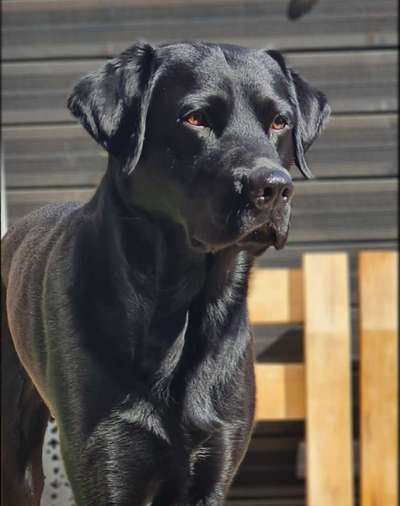 Hunde Porträt (Portrait) Galerie....-Beitrag-Bild