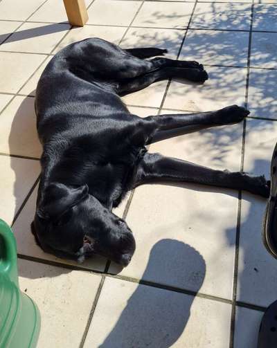 Schlafplatz im Garten-Beitrag-Bild