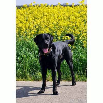 9.Farben-Fotochallenge            Gelb-Beitrag-Bild