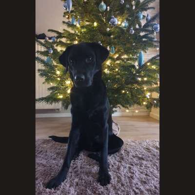 Dogorama Photo Challenge - Weihnachtsbaum-Beitrag-Bild