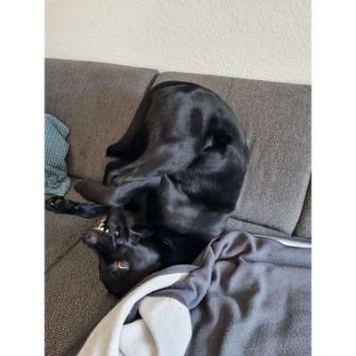 139. Fotochallenge - HUNDEKNOTEN-Beitrag-Bild