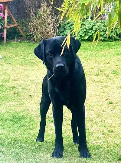 Dogorama Photo Challenge - TV Hund-Beitrag-Bild