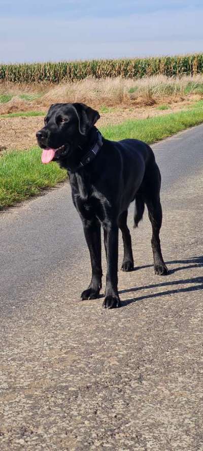 Labradorfans-Beitrag-Bild