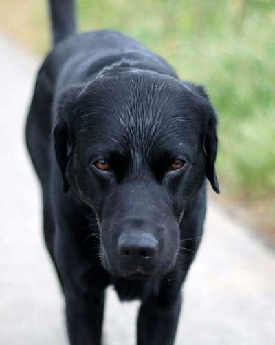 Black dogs are beautiful-Beitrag-Bild