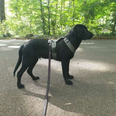 Wie sitzt mein Geschirr?-Beitrag-Bild