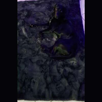 Dogorama Photo Challenge - Versteckspiel-Beitrag-Bild