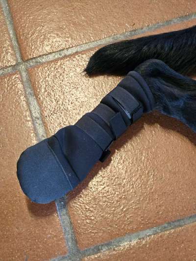 Stich Pfote. Socken gegen lecken.-Beitrag-Bild