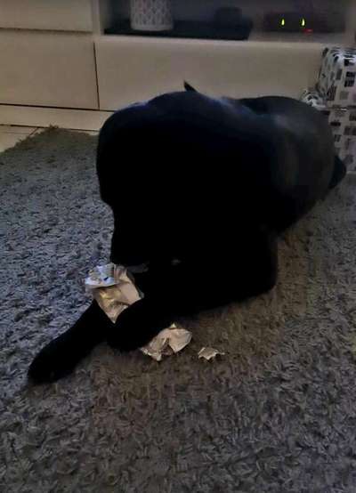 Dogorama Photo Challenge - Bescherung-Beitrag-Bild