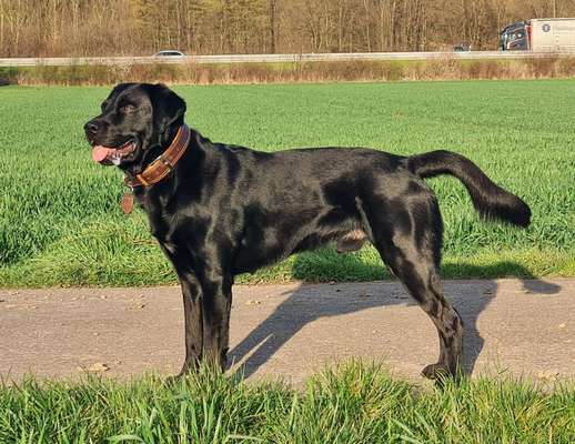 Halsband für Hund mit viel Wamme-Beitrag-Bild