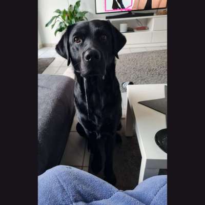 Fotochallenge sabbernder Hund-Beitrag-Bild