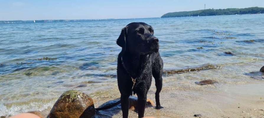 Dogorama Photo Challenge - Sommer Feeling-Beitrag-Bild