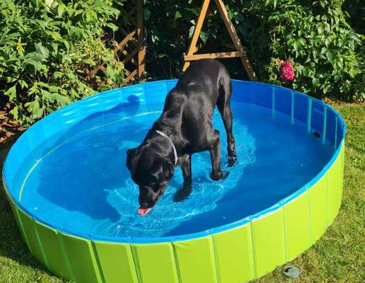 Erfahrungen mit Hundepool-Beitrag-Bild