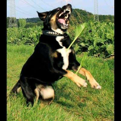 Dogorama Photo Challenge - Fail/Outtakes-Beitrag-Bild