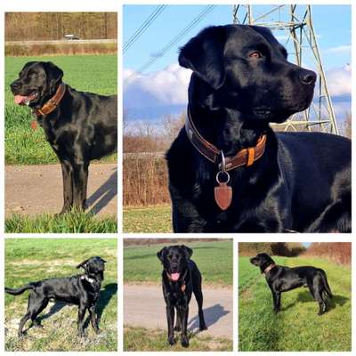 52. Collagenchallenge: Dein Hund im Sonnenschein-Beitrag-Bild